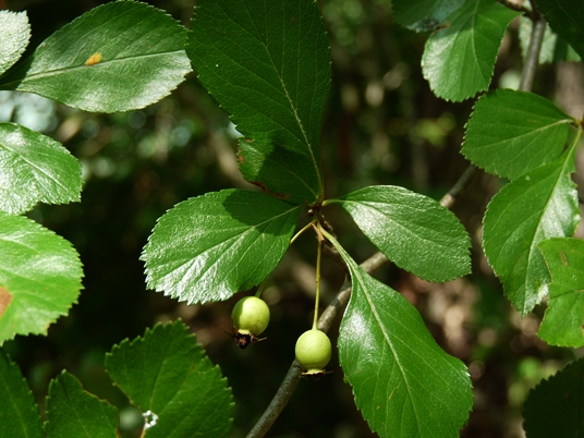 {Crataegus viridis}